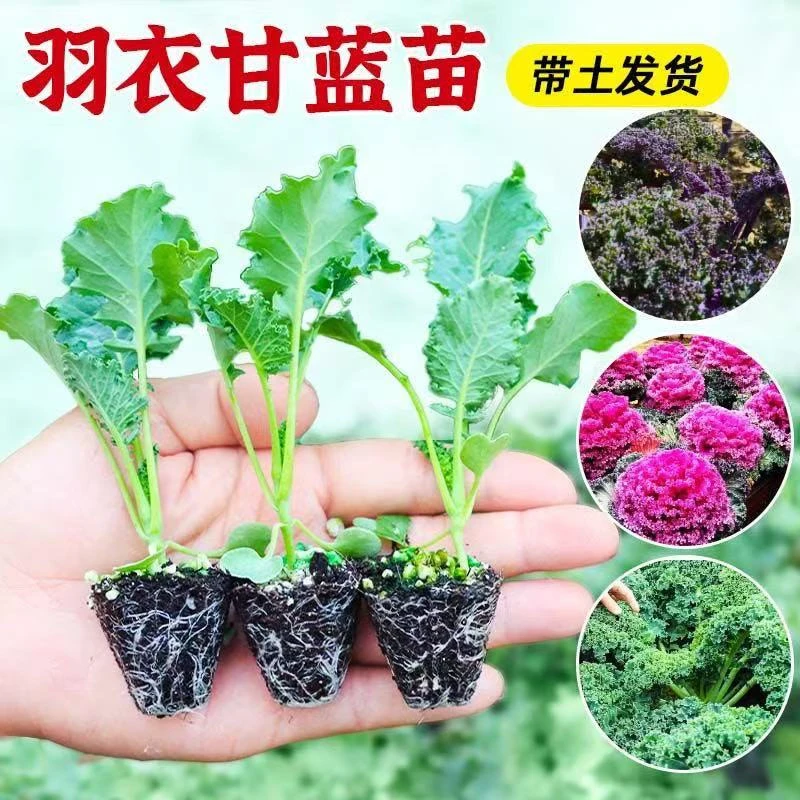 绿羽衣甘蓝苗种籽盆栽苗蔬菜四季品牌子菜苗冬天苗子秧苗秧幼苗