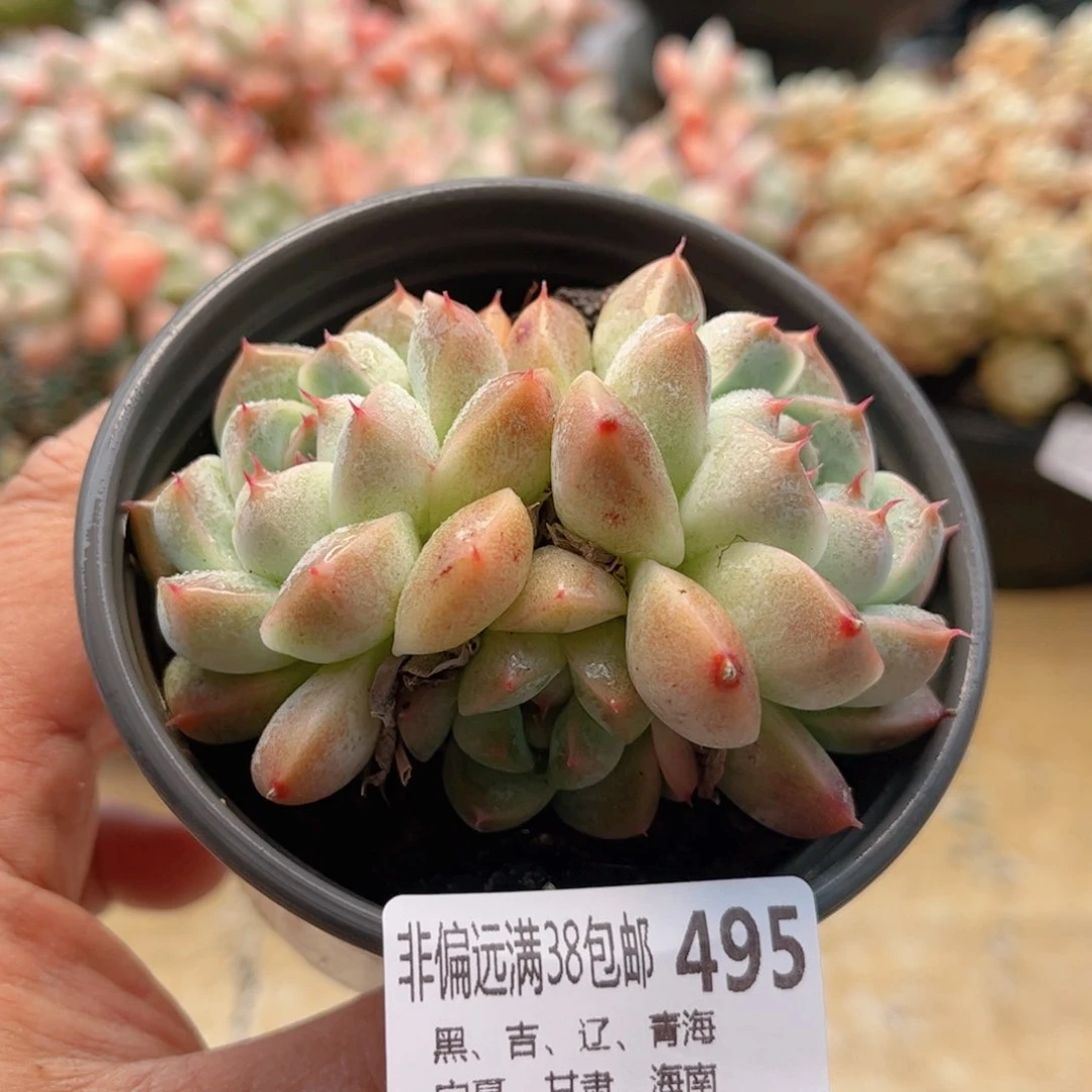 495如梦令德华多肉