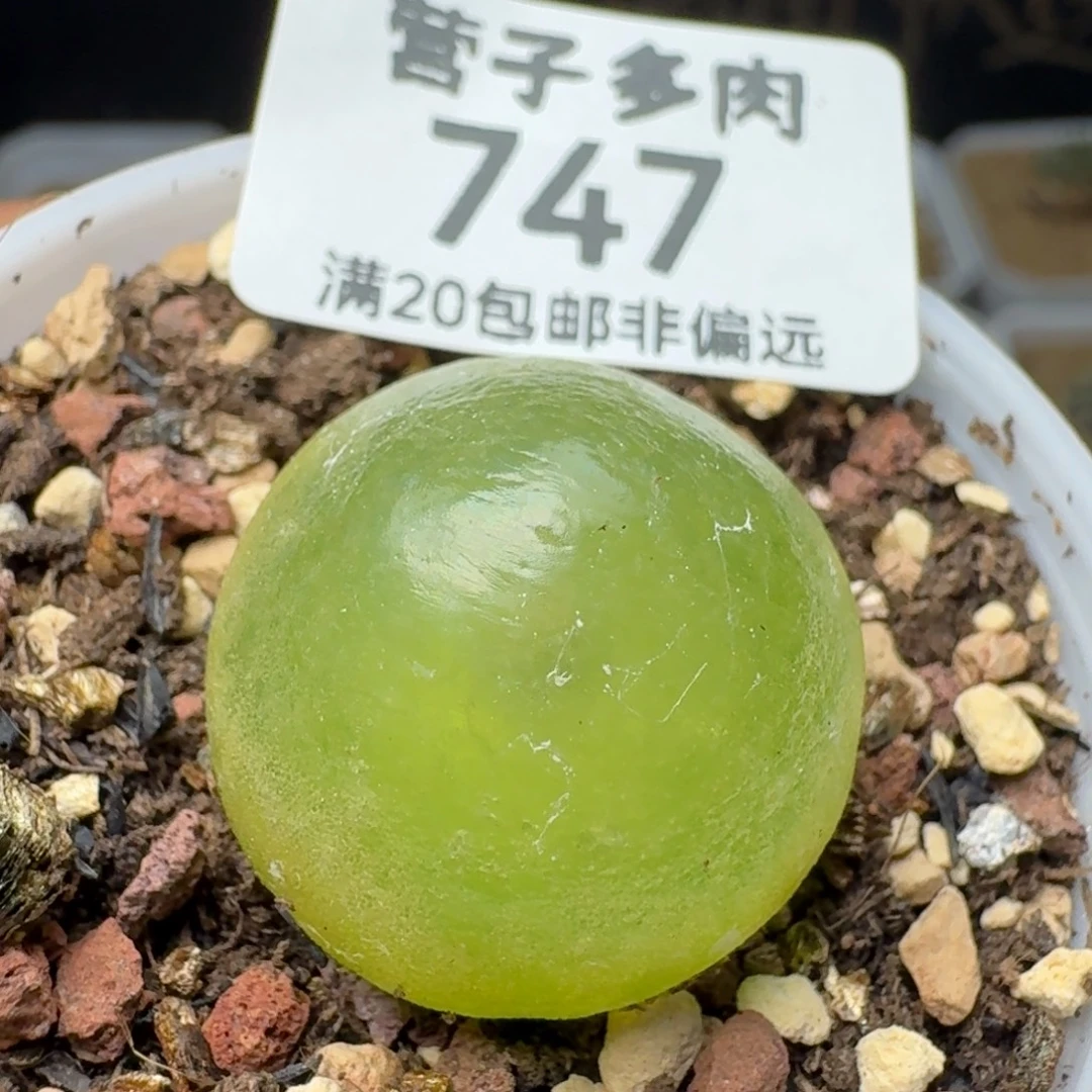 灯泡2.2带盆土。