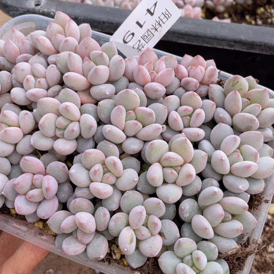 小****ღ量拍多肉植物多肉植物419