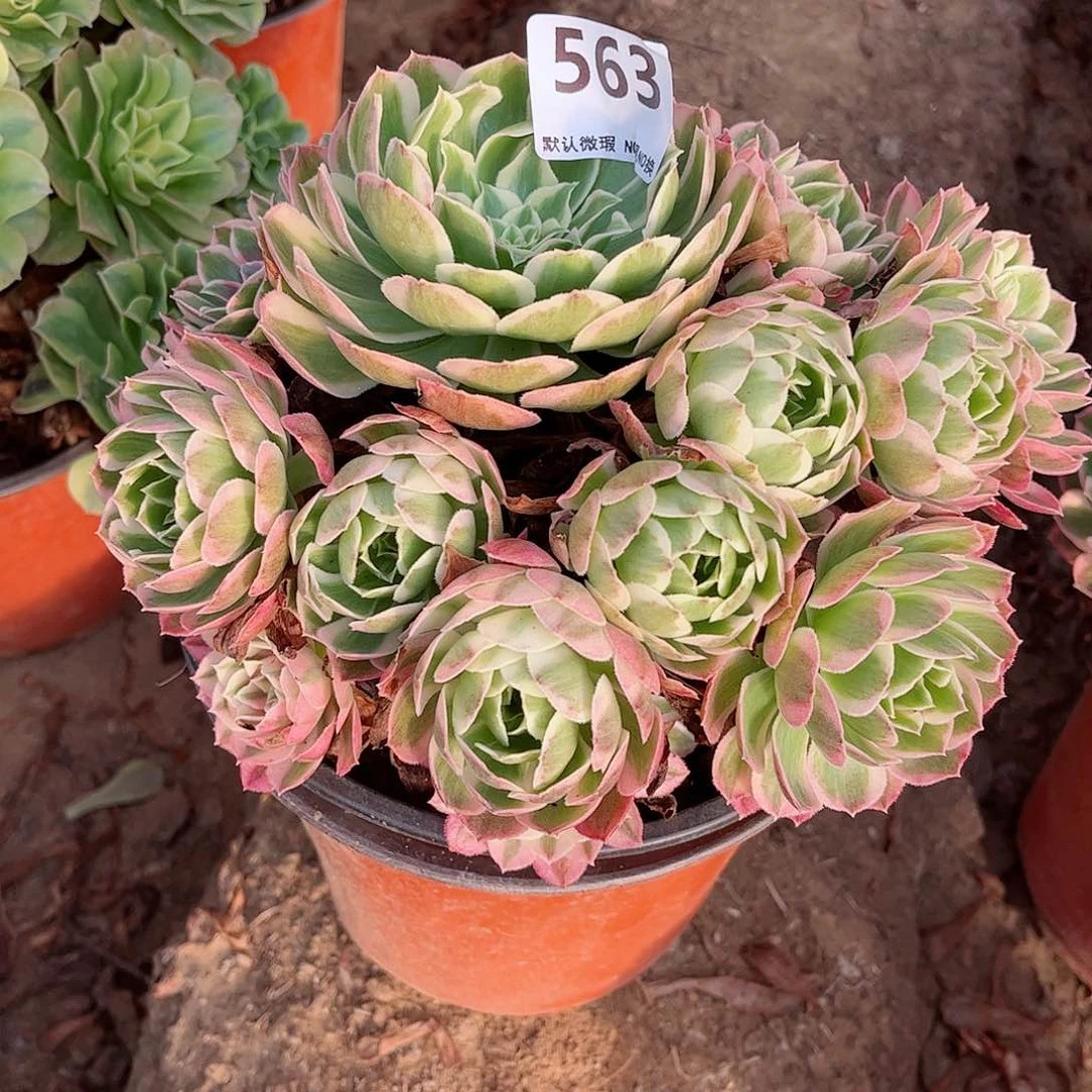 无花朵多肉植物563