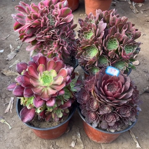 059多肉植物组合