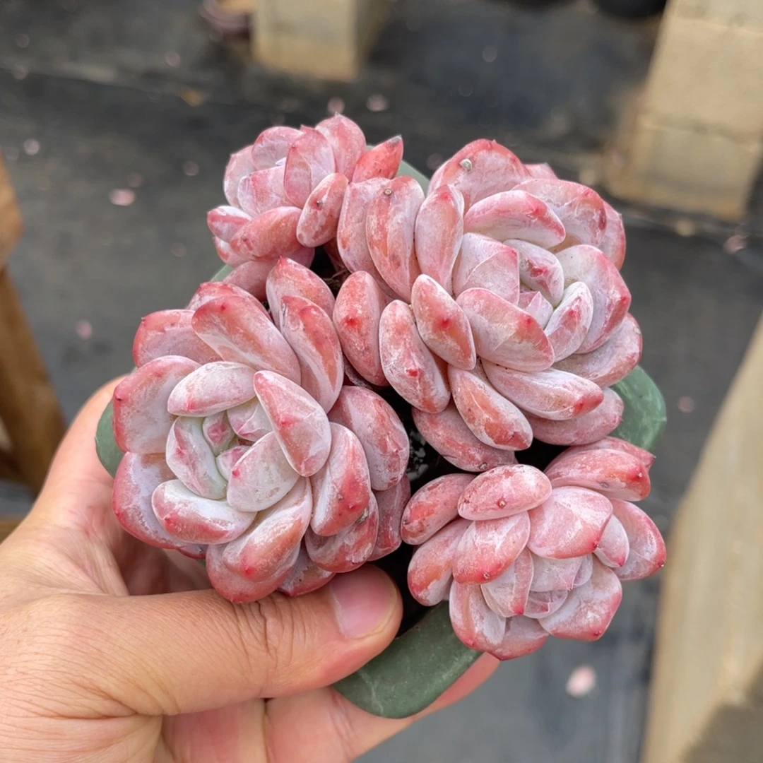 一物一拍不支持退换