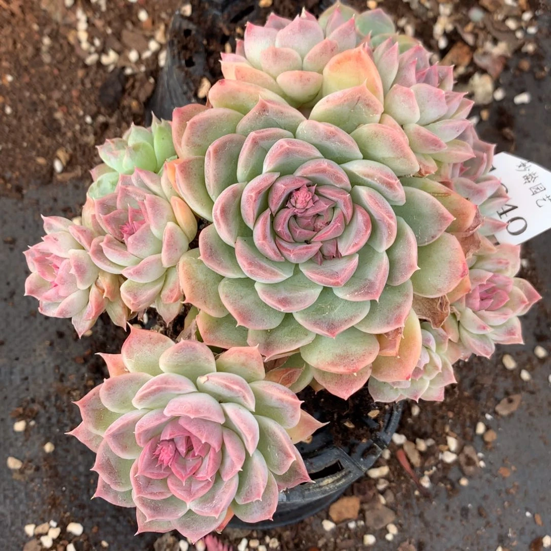 1640杂交多肉植物