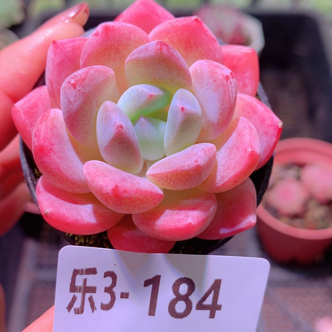 乐然3-184 橙星单头