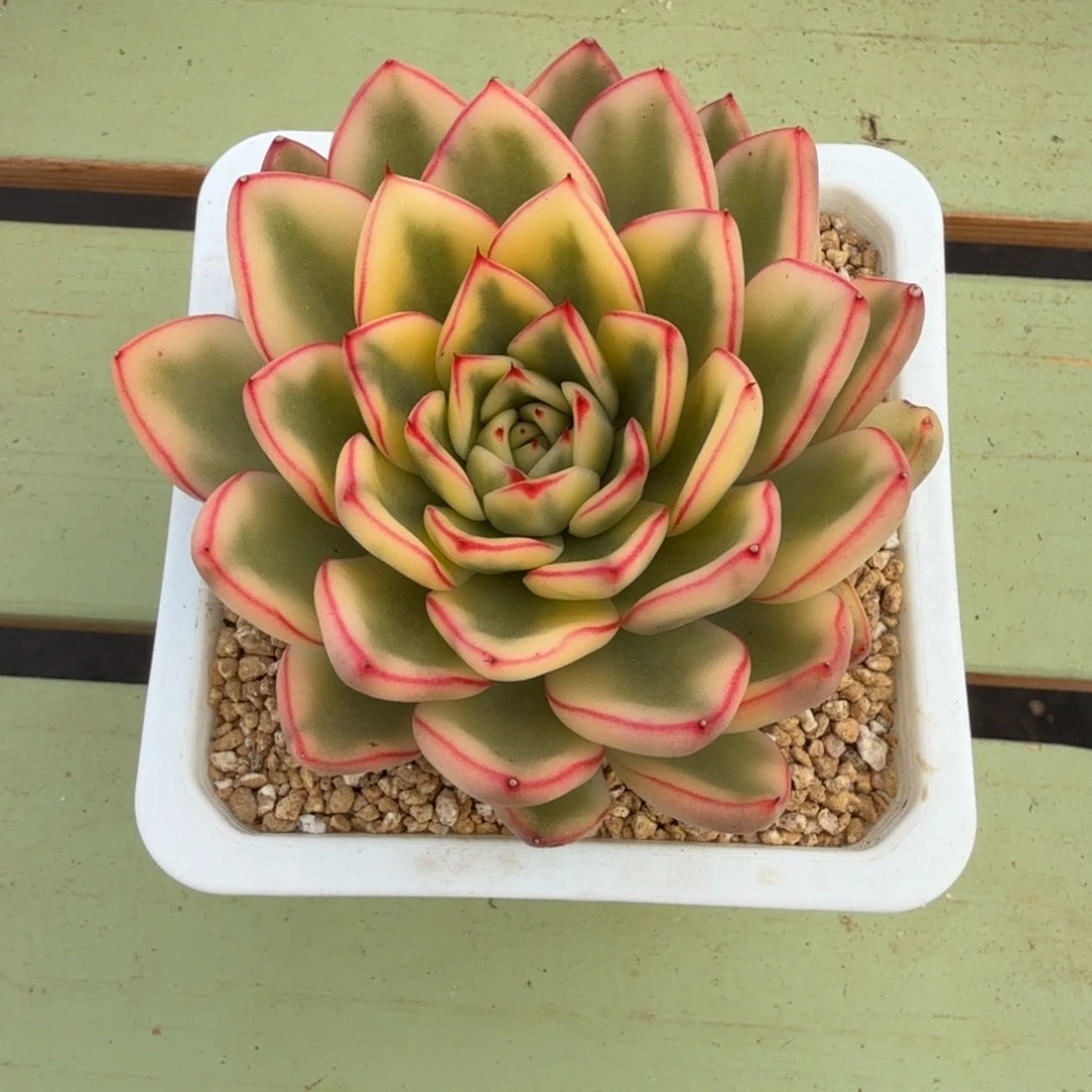 阿斯娜锦锦上园艺一物一拍