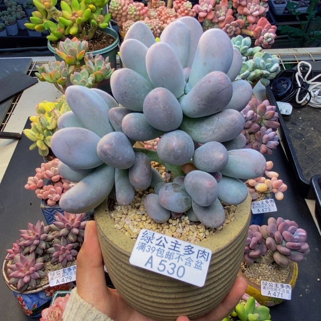 530米可奶多肉10c m