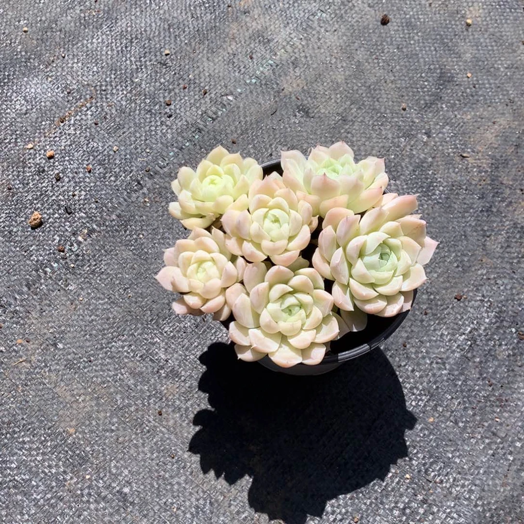 人工关节治疗和各种风湿疾病