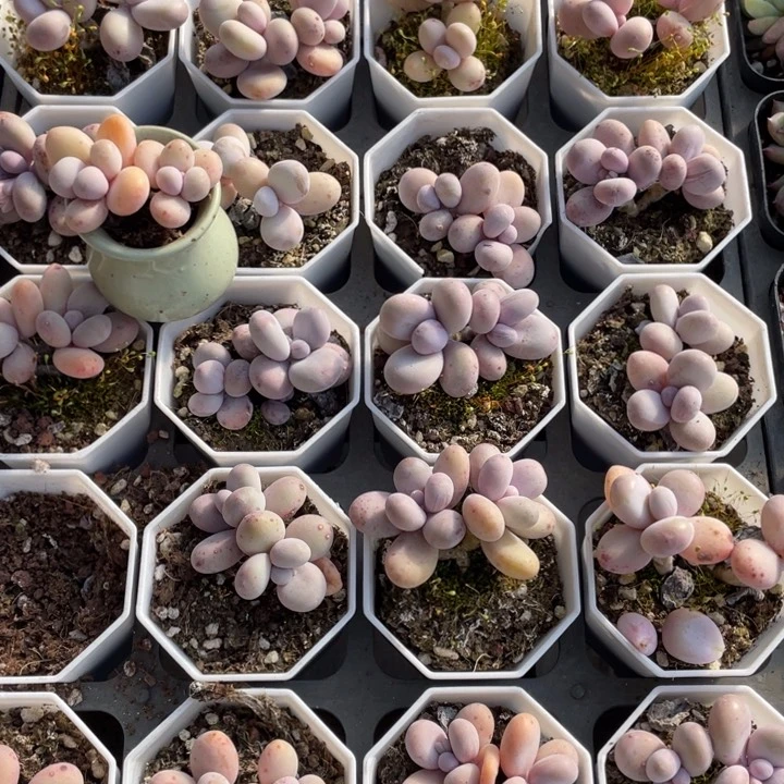 奶酪多肉双头一颗冠幅5厘米20包邮新疆西藏不发