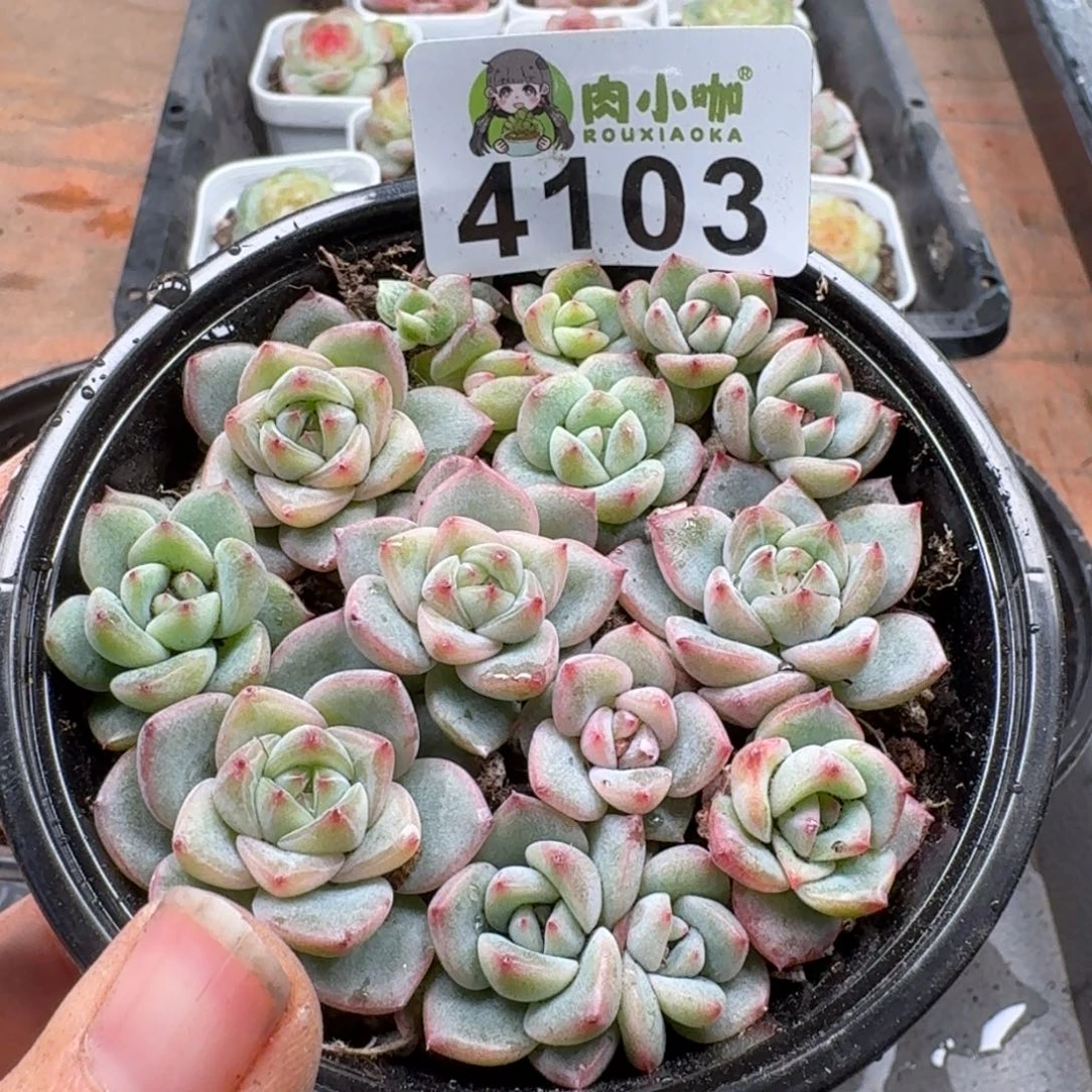 多肉植物多肉植物