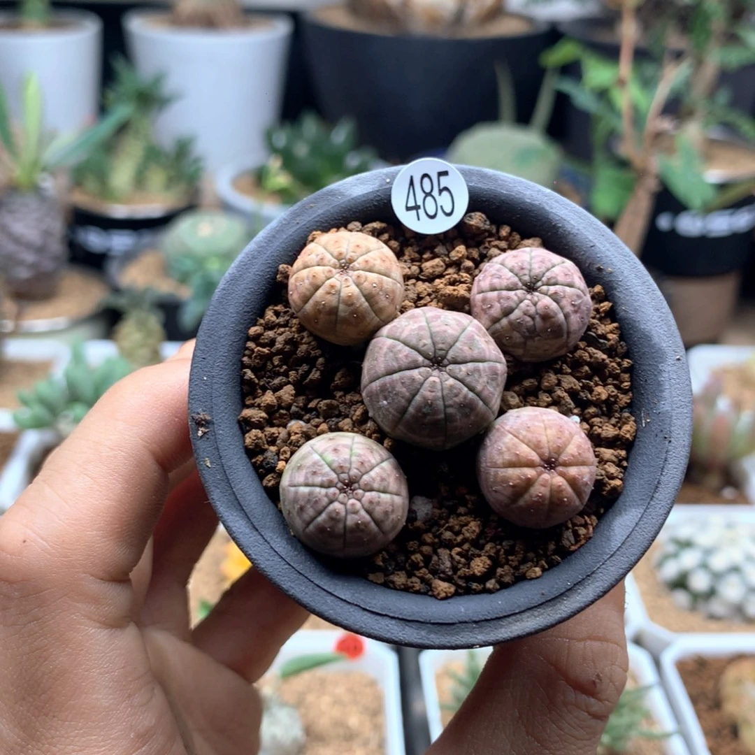 实生欧系布纹球多肉脱土