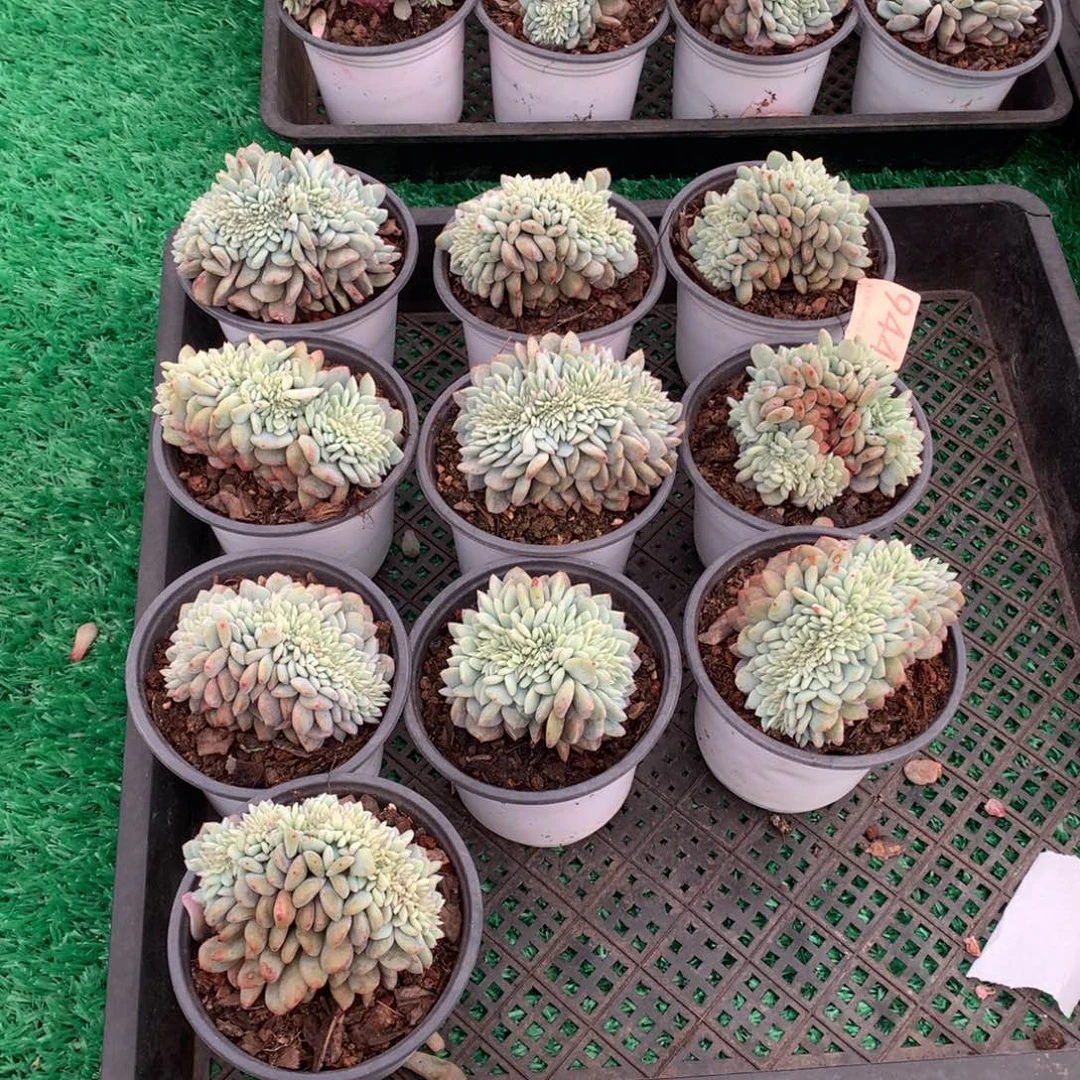944橙子缀多肉植物组合