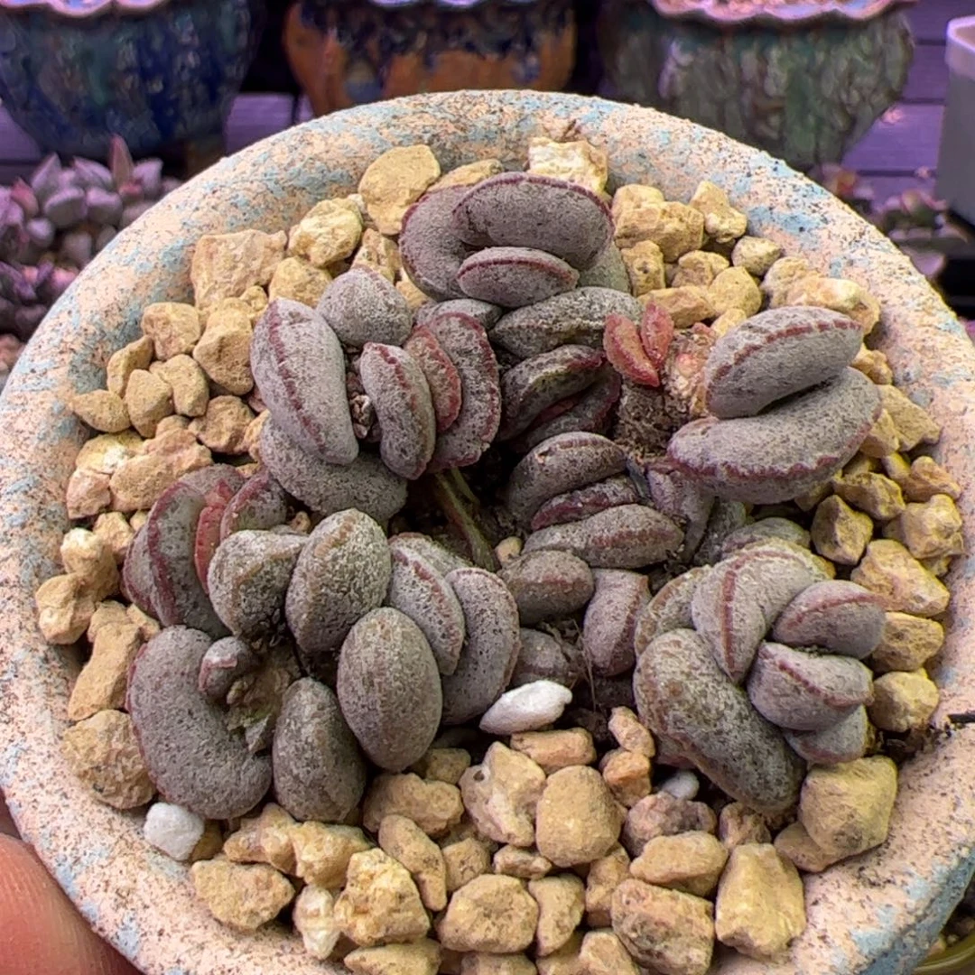 杂交。啦啦啦啦啦啦啦啦