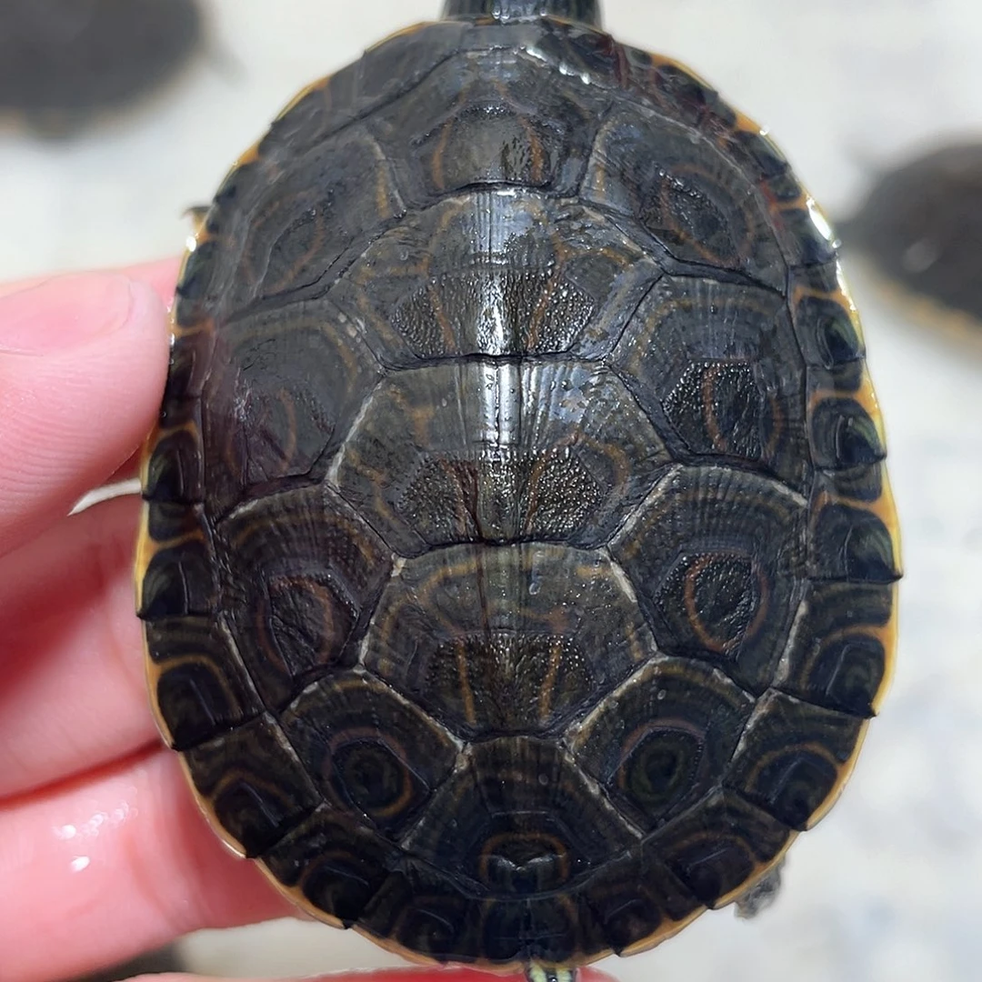 宠物龟不分公母大河