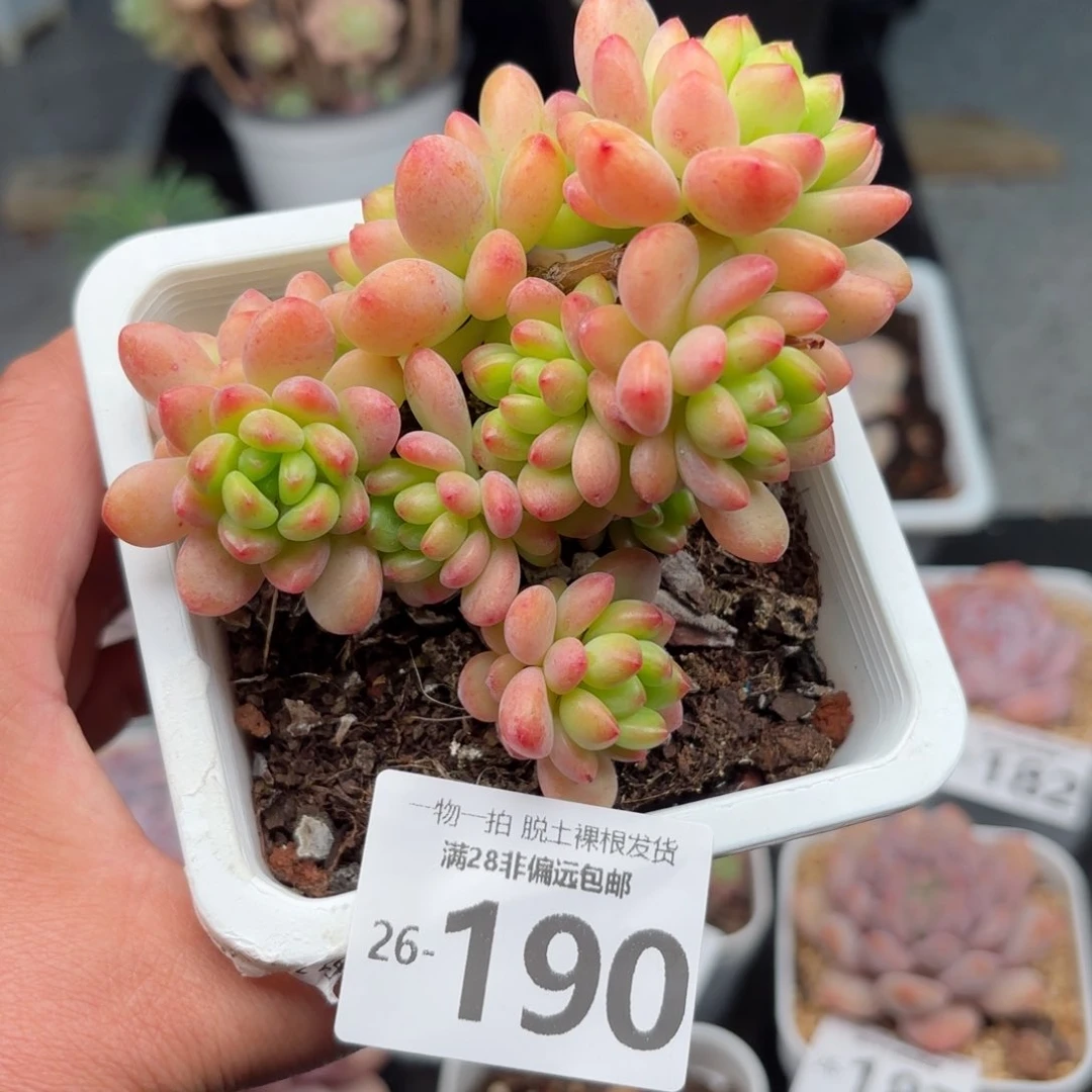 香格里拉老桩多肉