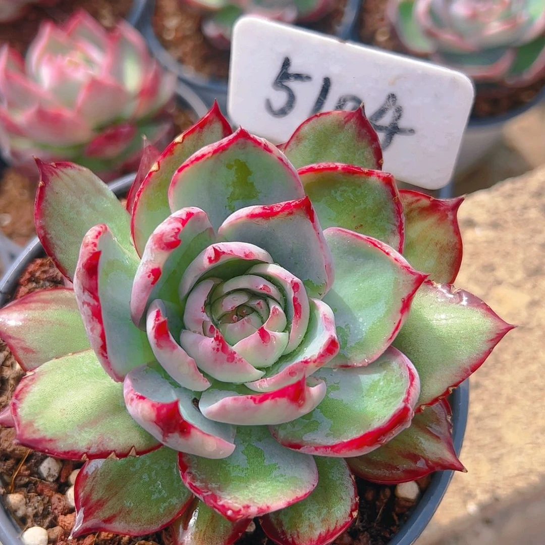 惊鸿仙子一物一拍5104号