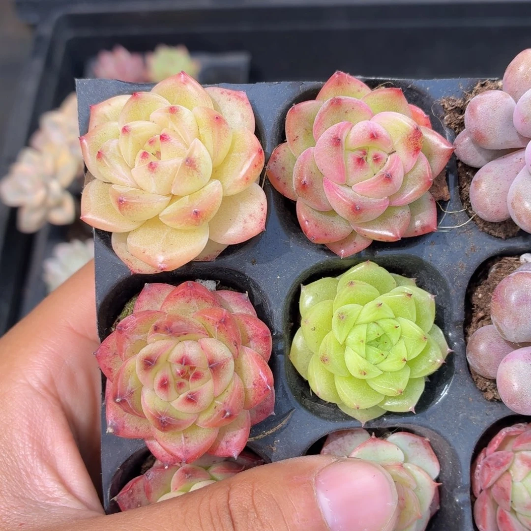 珍妮多肉9.9包邮发货