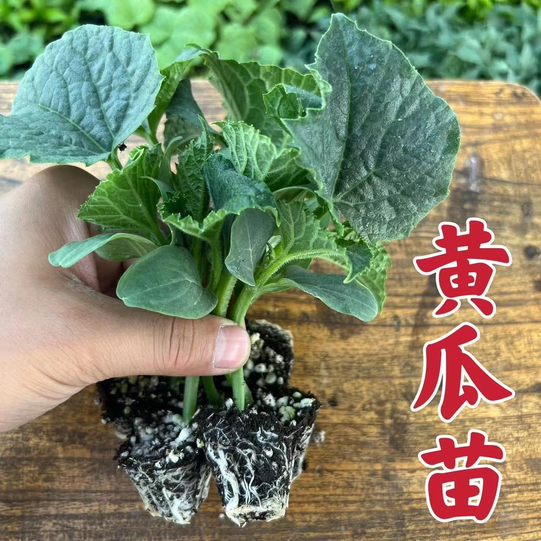 黄瓜苗黄瓜秧苗水果黄瓜带土发货密刺黄瓜早熟高产抗病旱黄瓜阳台