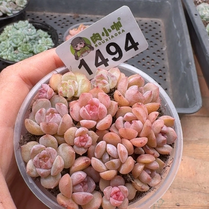 多肉植物多肉植物