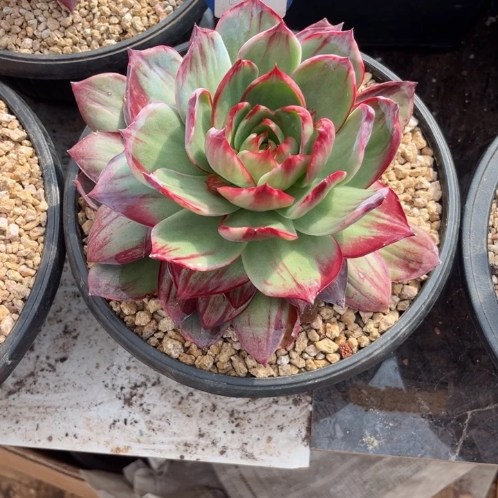 七***．惊鸿仙子多肉植物c13