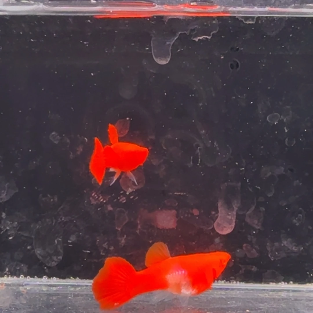 孔雀鱼鸿运当头双份水1对