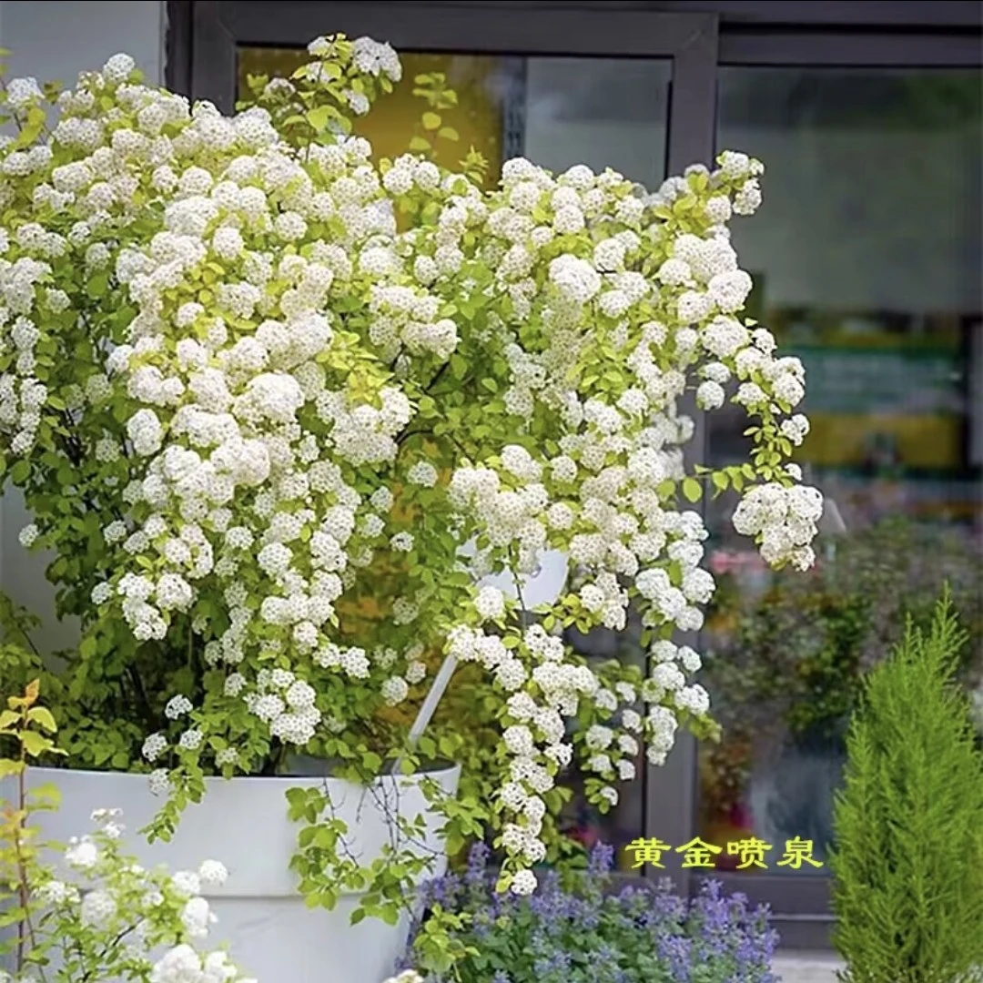 黄金喷泉绣线菊盆栽阳台庭院垂吊花卉耐热耐寒花镜植物菱叶绣线菊