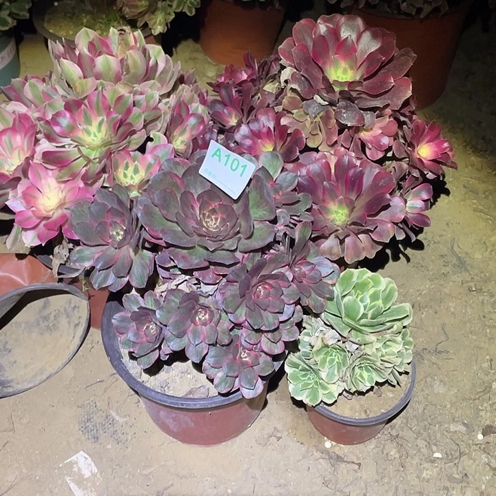 j**y多肉植物断枝不包101法师4颗