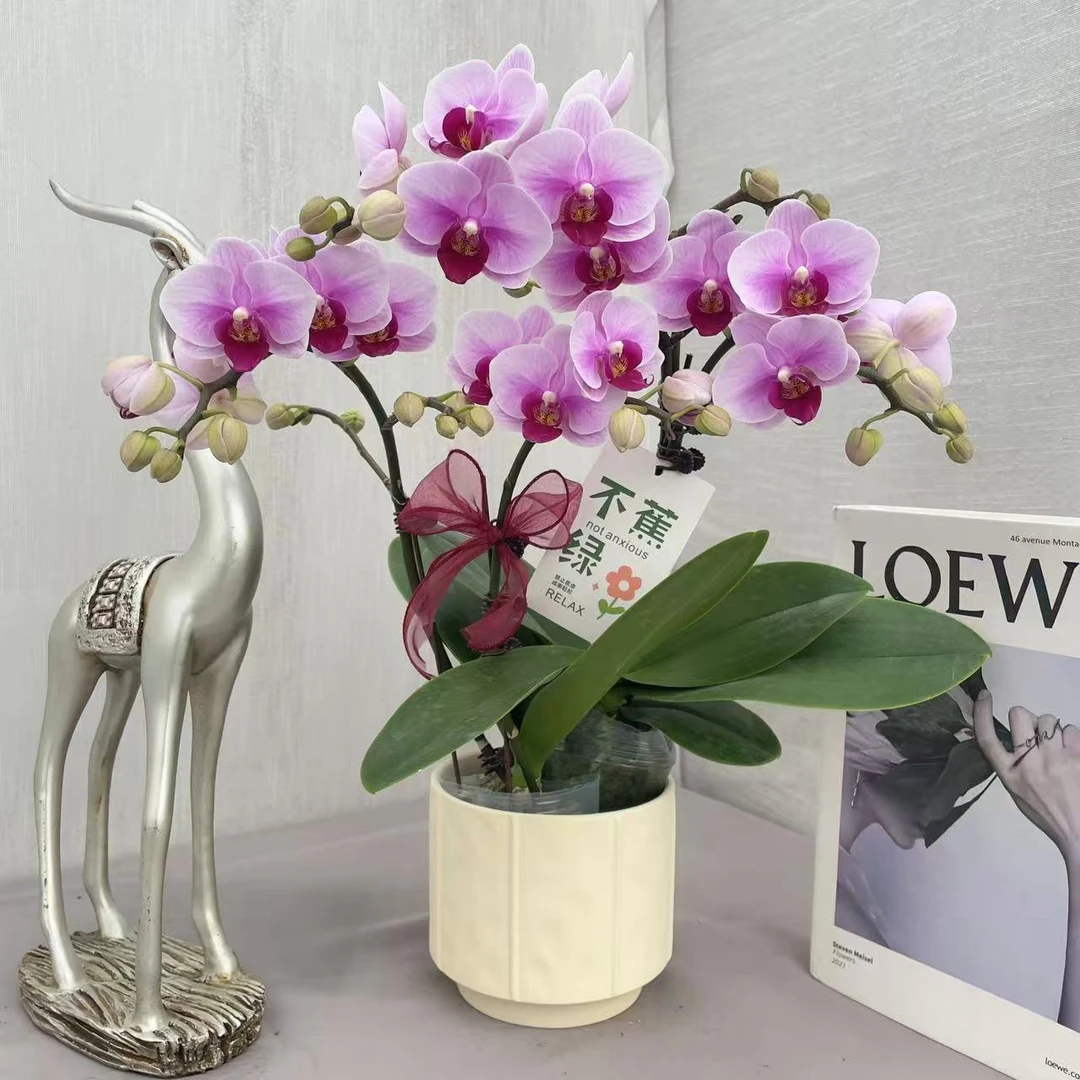 《宝贝》精品蝴蝶兰 清新脱俗 新手小白可入 桌面款花花