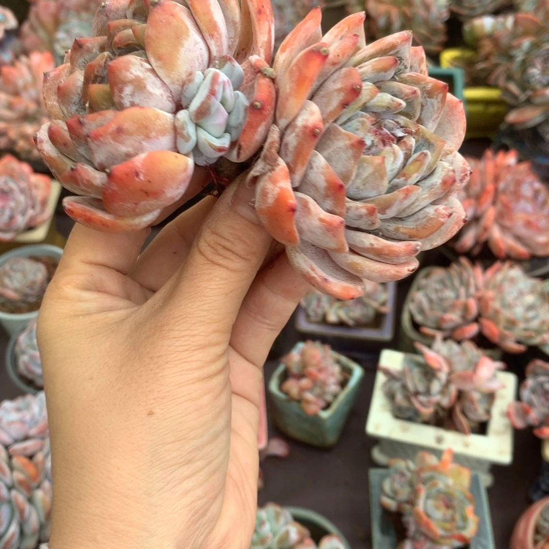哈哈哈哈哈哈哈哈哈哈哈哈