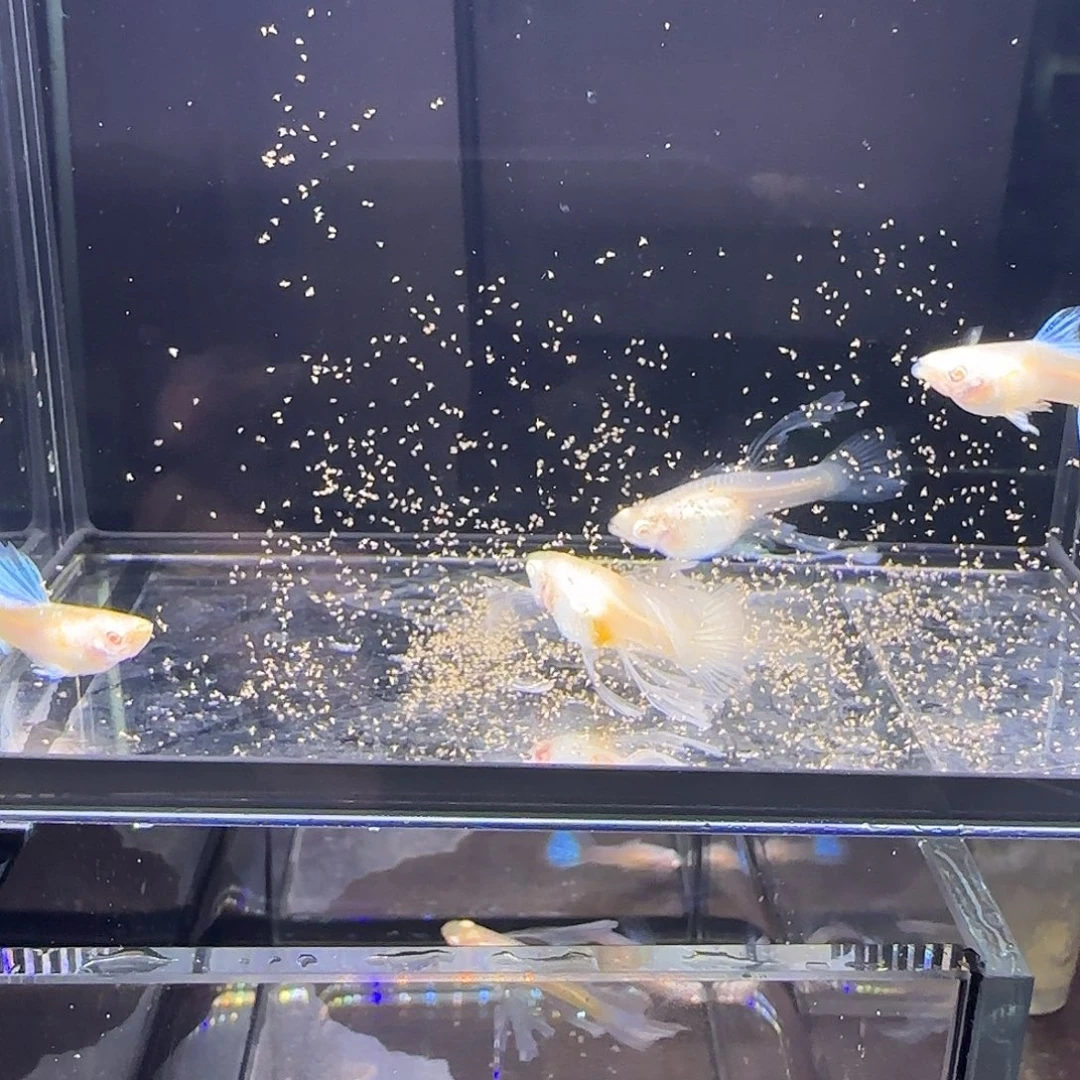 孔雀鱼蓝白大c两对