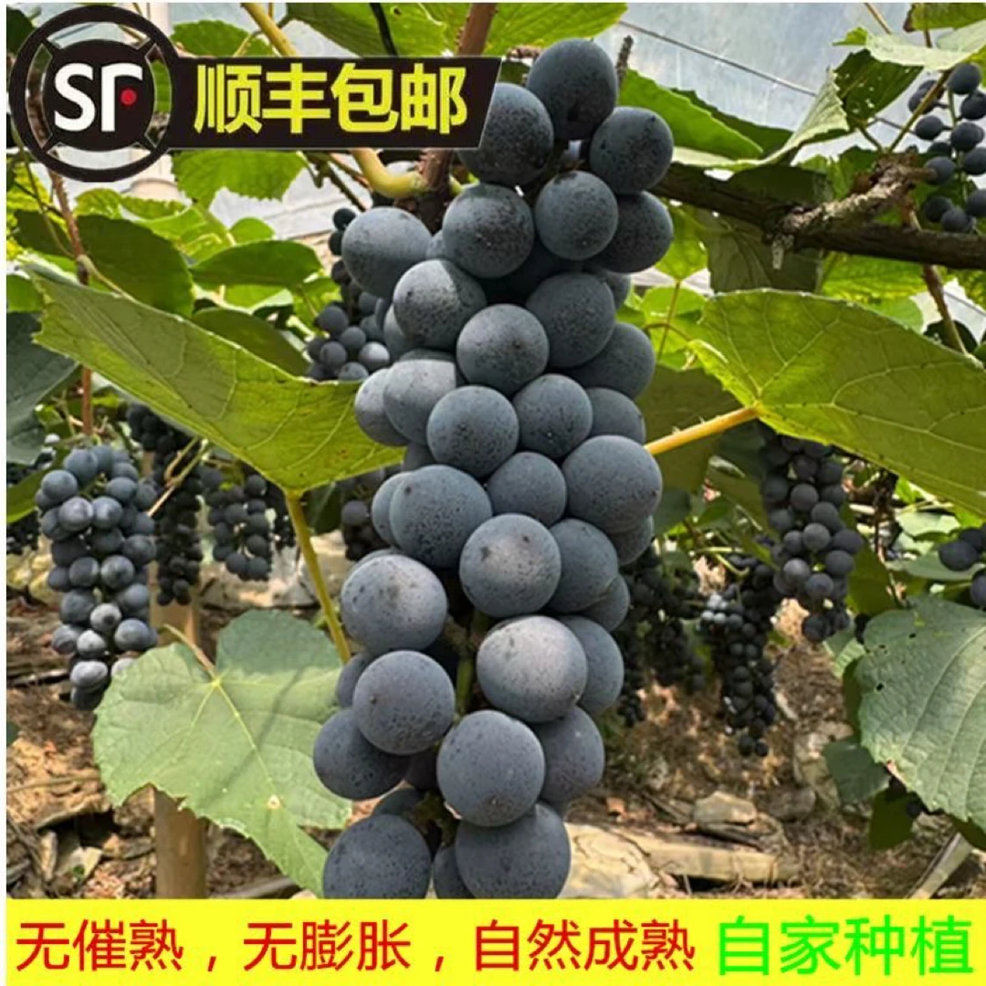 湖南高山葡萄怀化心新晃新鲜现摘当季水果孕妇小孩皆宜