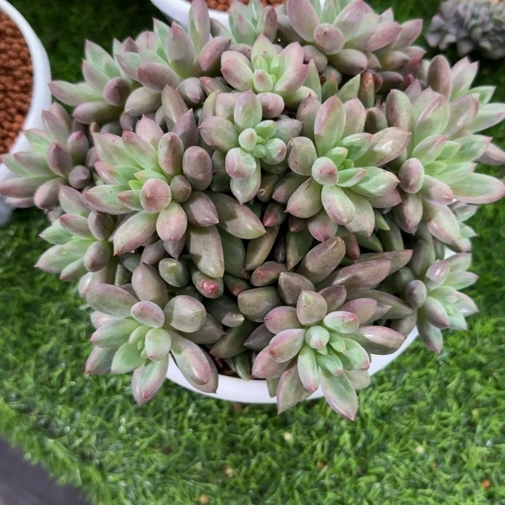 车厘子大群多肉植物的