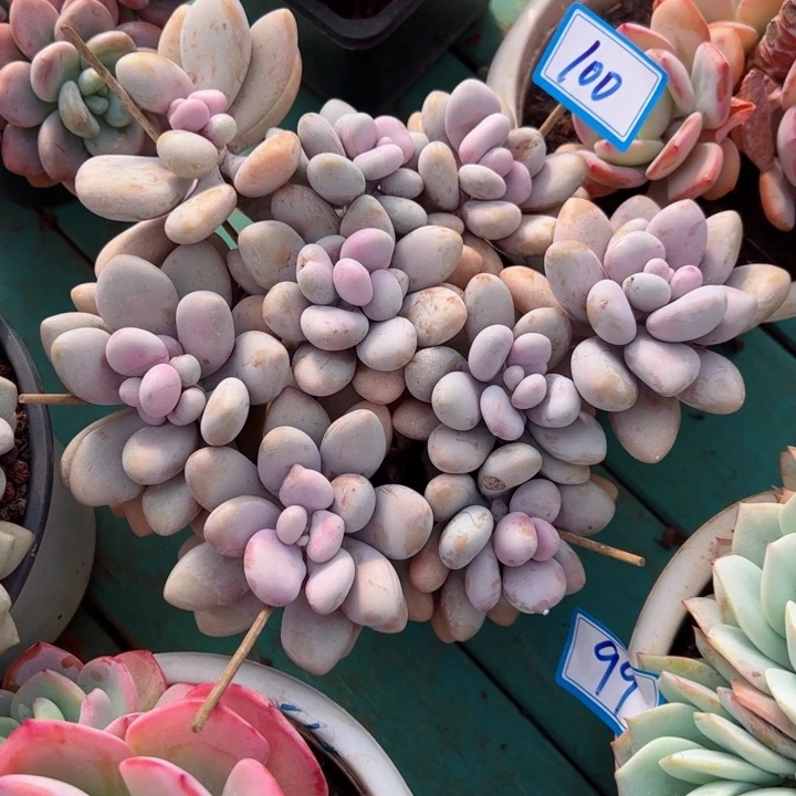 100桃蛋平平安安健健康康