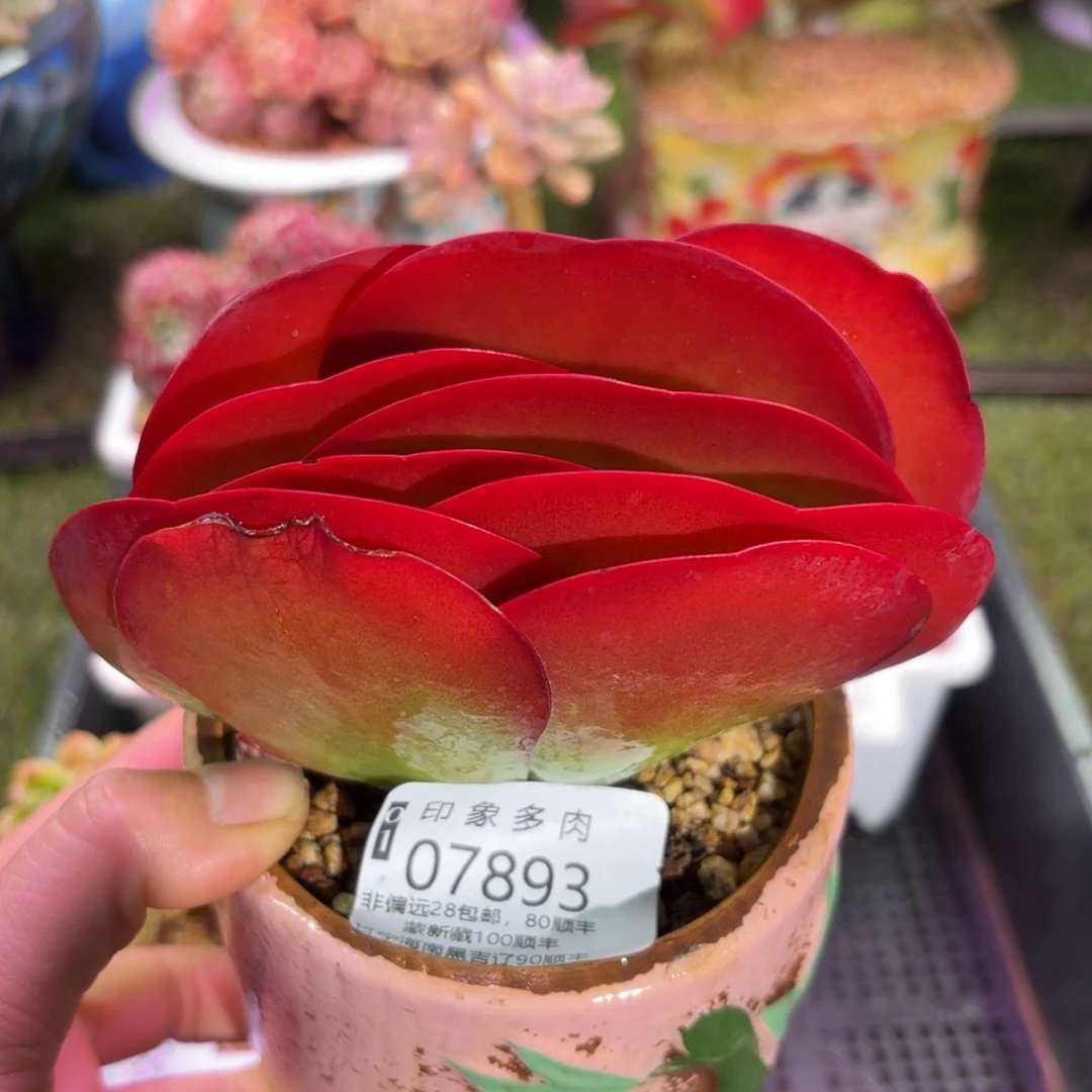 多肉植物7893ffhh