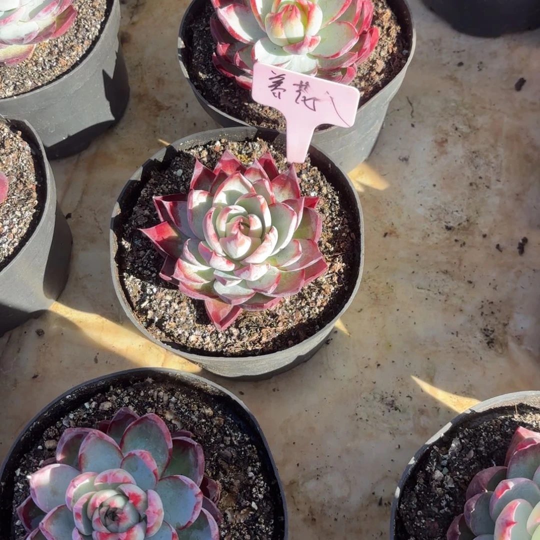 养***花养花姐的惊鸿好看好看