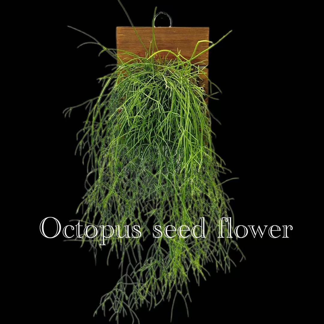 喀秋莎 仙人掌科丝苇类耐阴室内阳台庭院垂吊多年生绿植盆栽顺丰