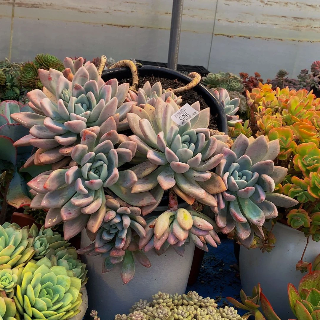 遥***声   奥普多肉16015