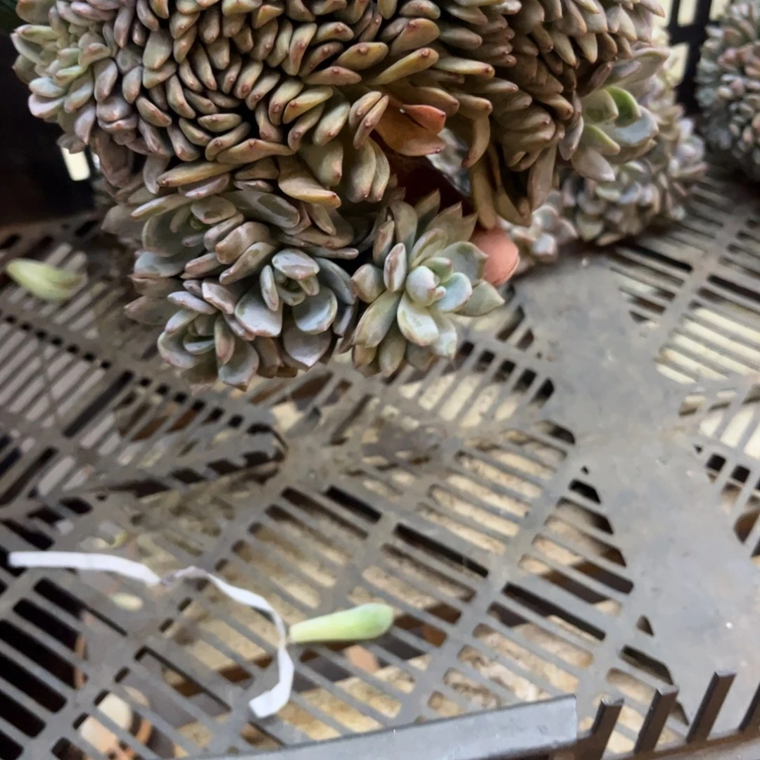 波***哥多肉植物多肉植物