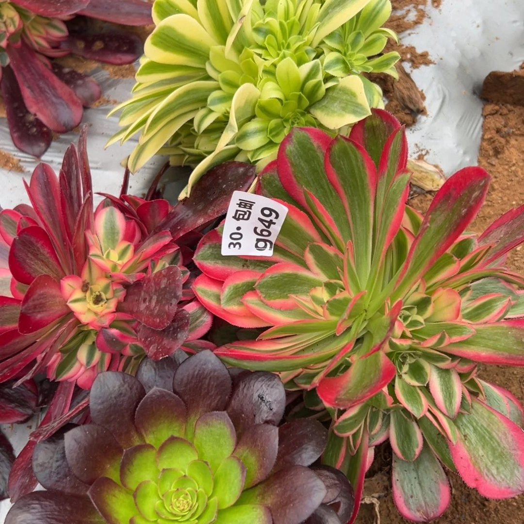 4颗多肉法师组合