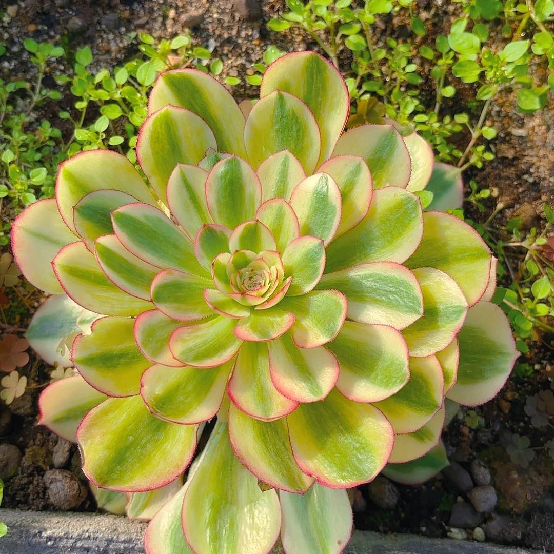 万白多肉植物手捧