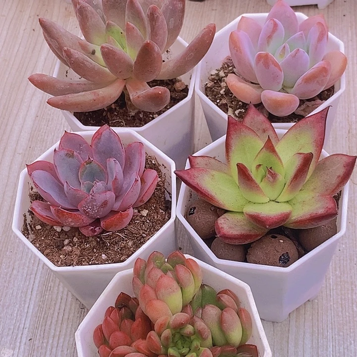 五彩缤纷  颜色亮色