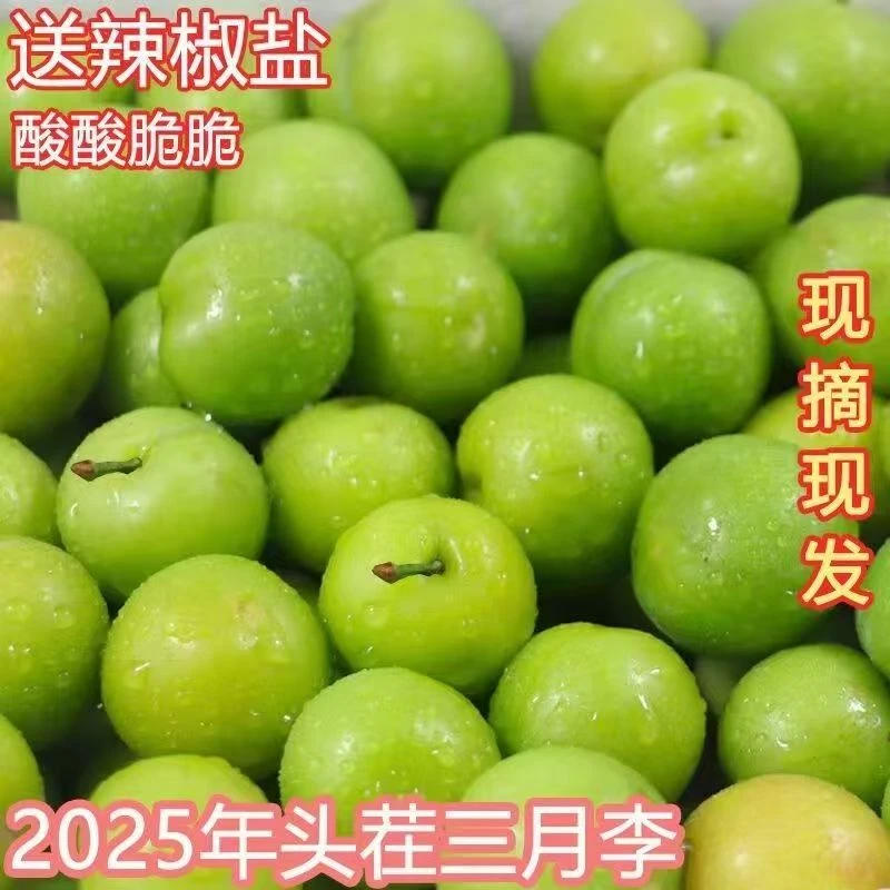 【头茬三月李】广东茂名钱排新鲜当季李子水果现货三月李子孕妇水果