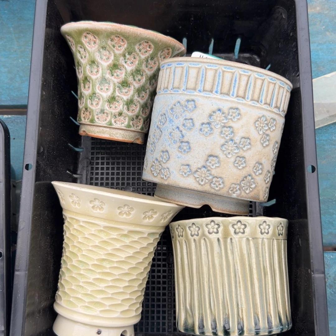 多肉精选编号0116.50