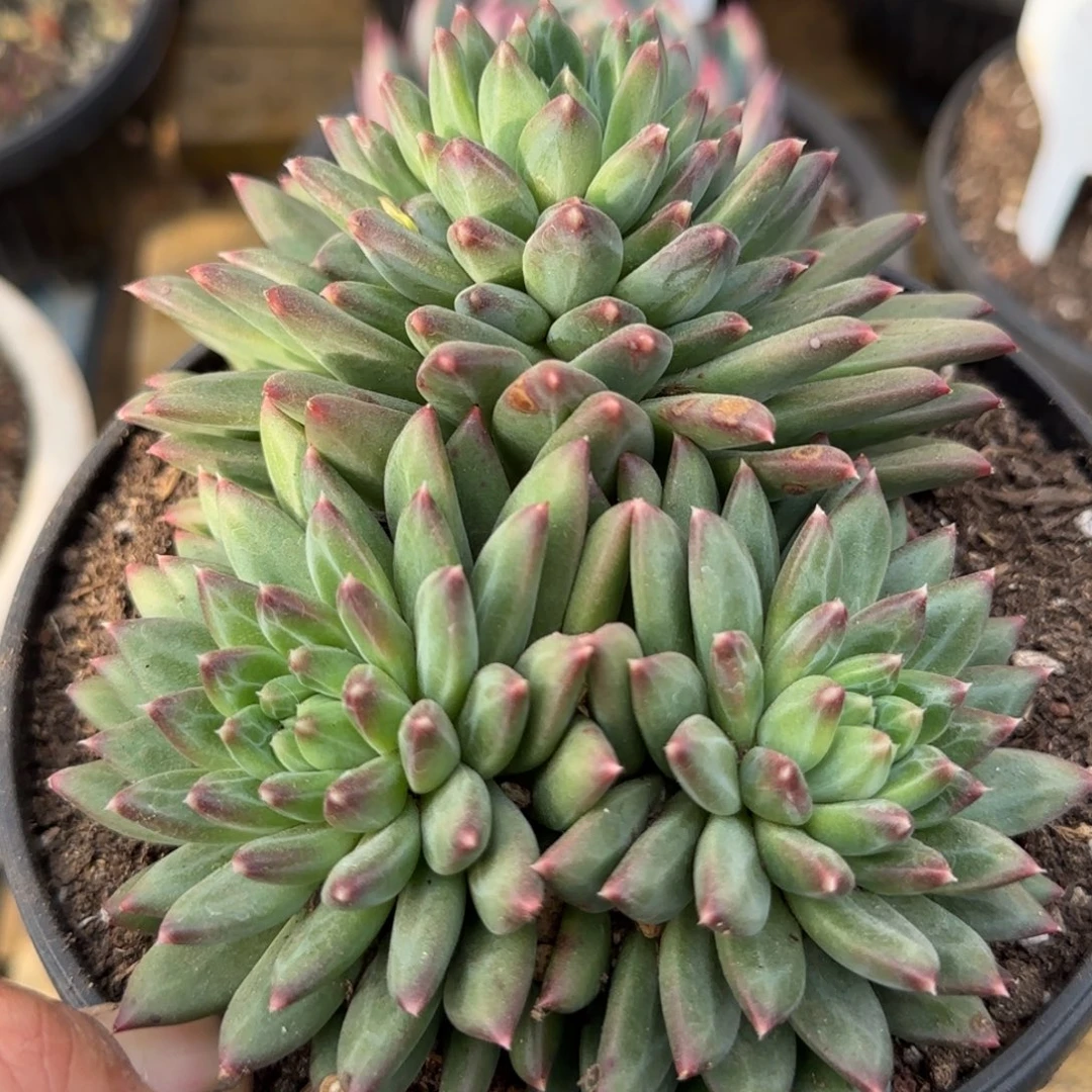 青花瓷一物一拍包装收缩花旱