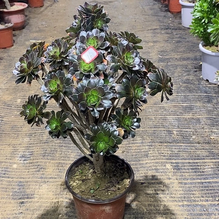 16，灰法师13456778899000