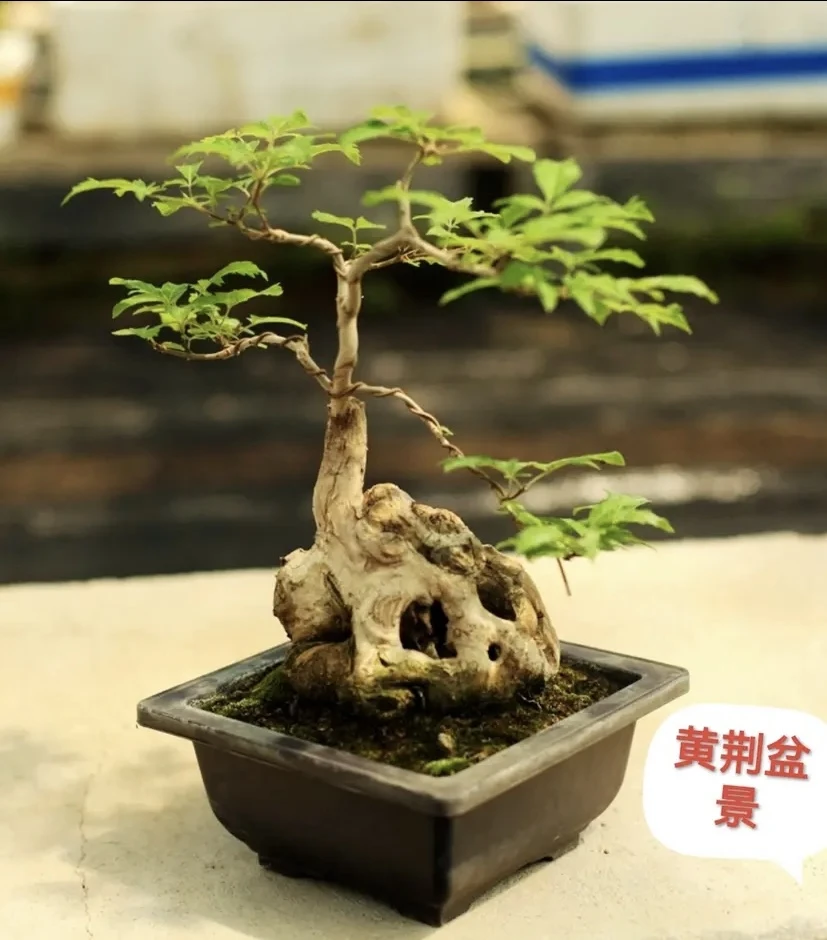 黄荆盆景素材【放漏中】新手入门老桩盆景办公室客厅餐厅茶台盆栽花