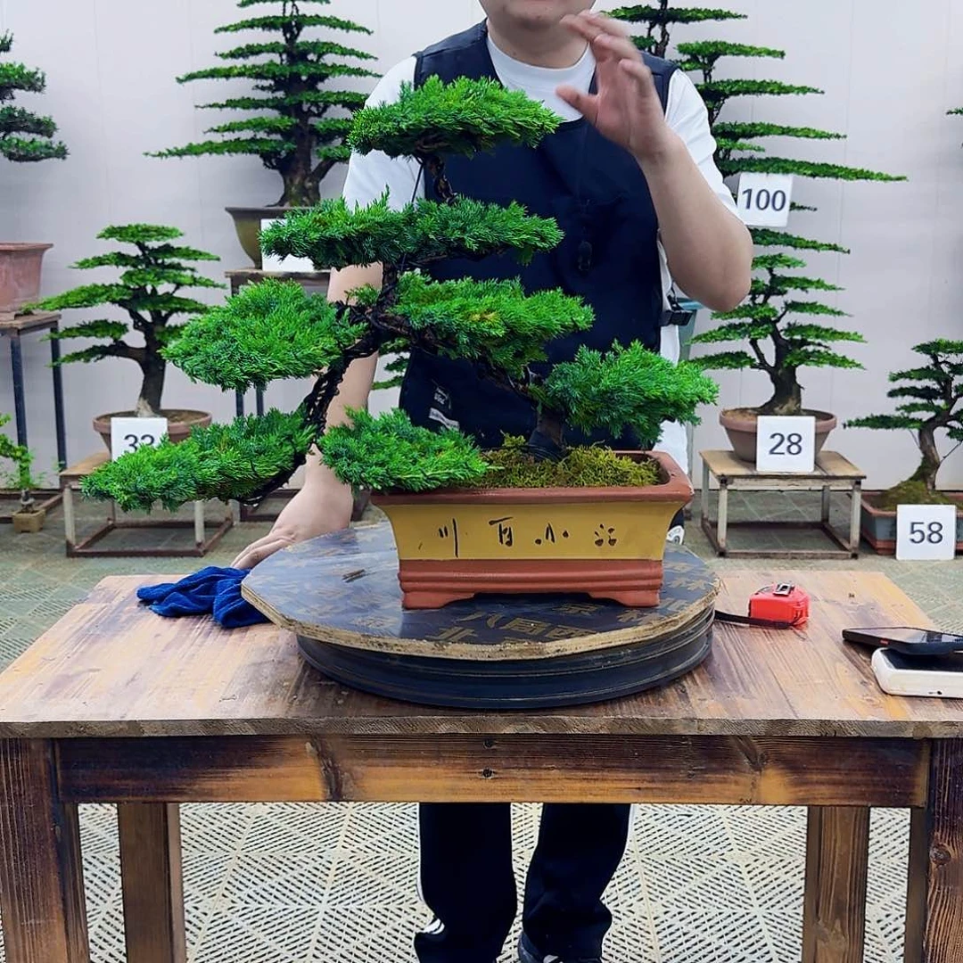 无花朵柏树造型盆景带盆