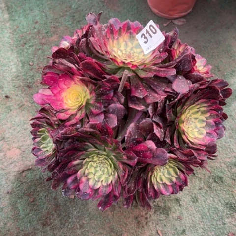 310维纳斯朵朵多肉，