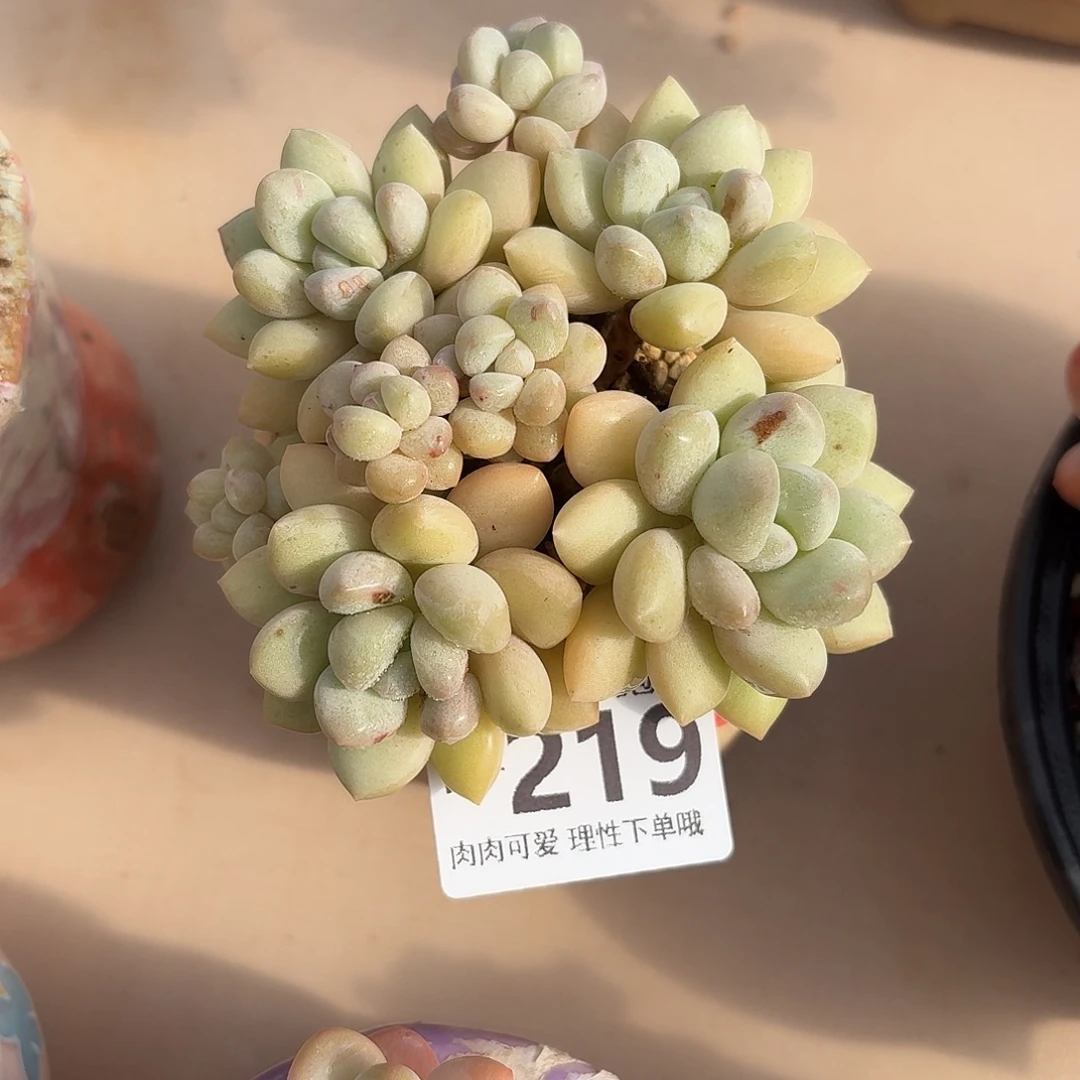 泡泡糖无盆土发货无