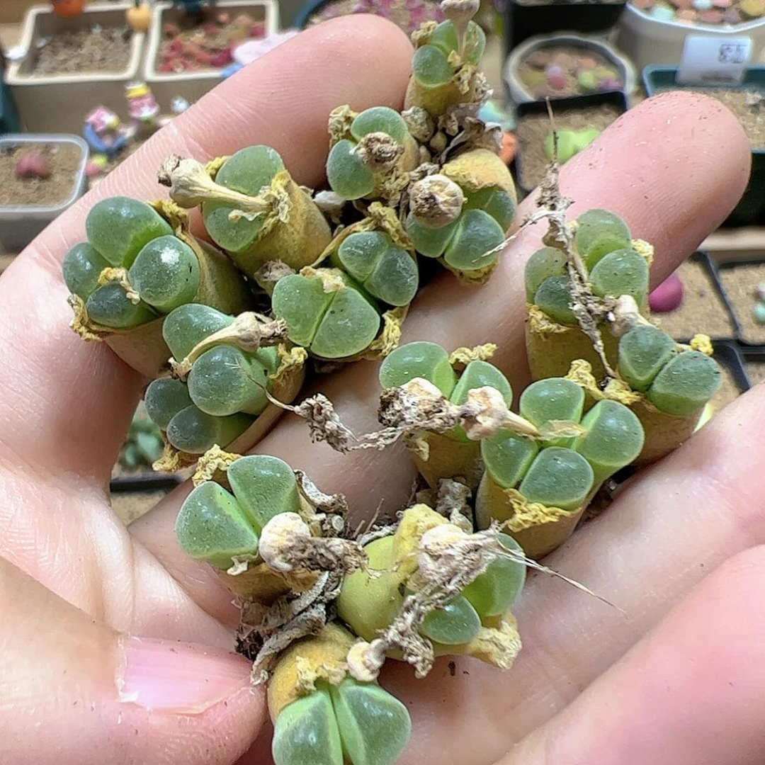 【闪购商品】172 清盒